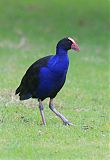 Australasian Swamphen